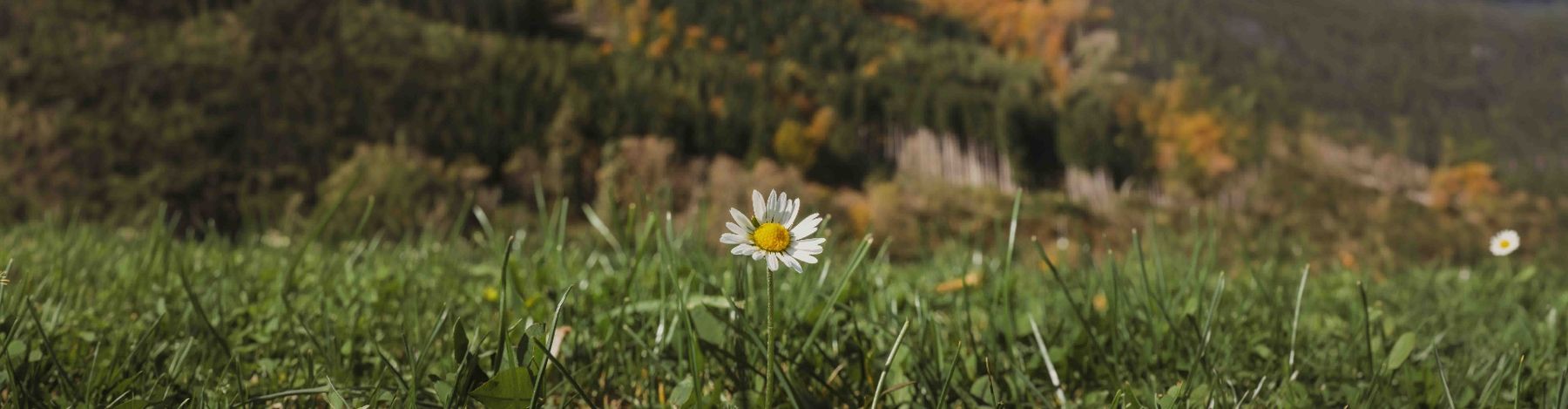 Una margherita in un prato di montagna
